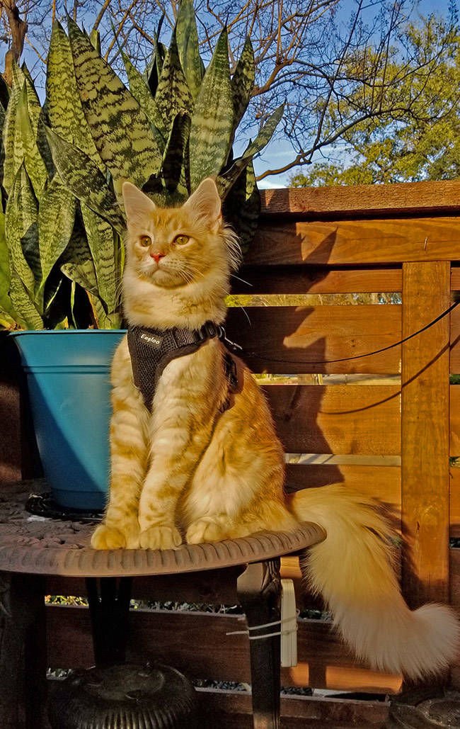 Rama author of the site Photocreator