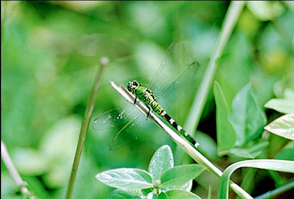 Green Dragonfly - Assateague Island, VA