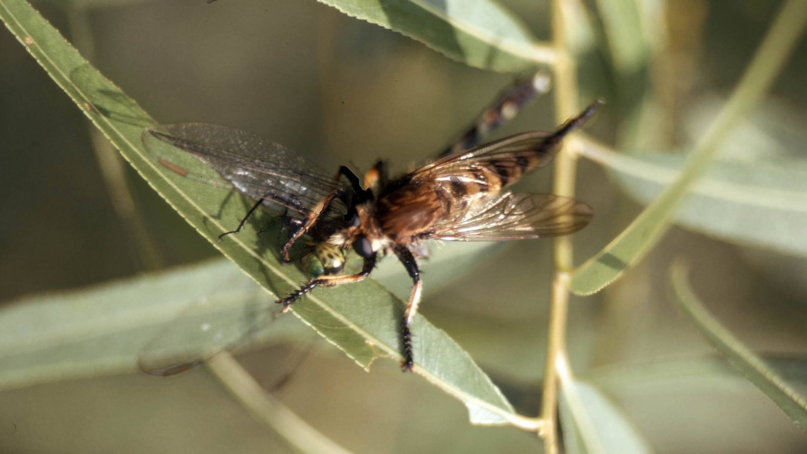 Robber fly catching a dragon fly - Assateague Island, VA